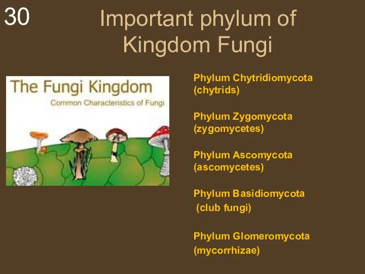 Important phylum of Kingdom Fungi Phylum Chytridiomycota (chytrids) Phylum Zygomycota (zygomycetes) Phylum