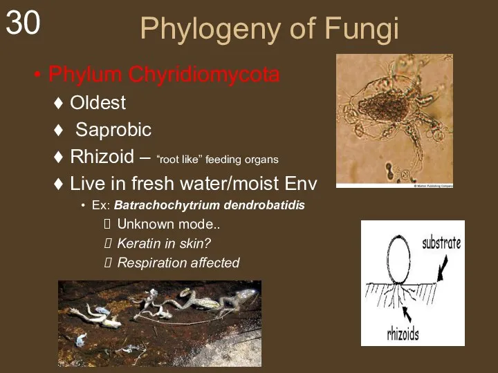 Phylogeny of Fungi Phylum Chyridiomycota Oldest Saprobic Rhizoid – “root like” feeding