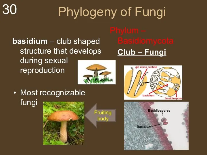 Phylogeny of Fungi basidium – club shaped structure that develops during sexual