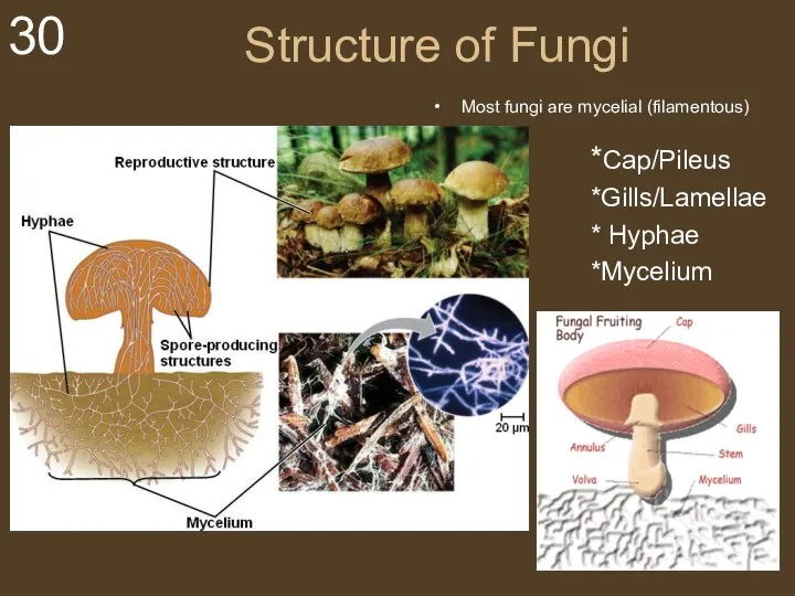 Structure of Fungi Most fungi are mycelial (filamentous) *Cap/Pileus *Gills/Lamellae * Hyphae *Mycelium My