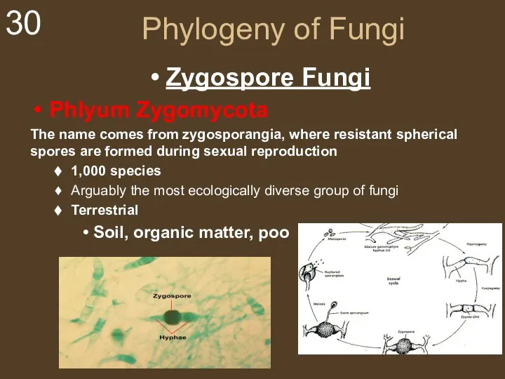 Phylogeny of Fungi Zygospore Fungi Phlyum Zygomycota The name comes from zygosporangia,