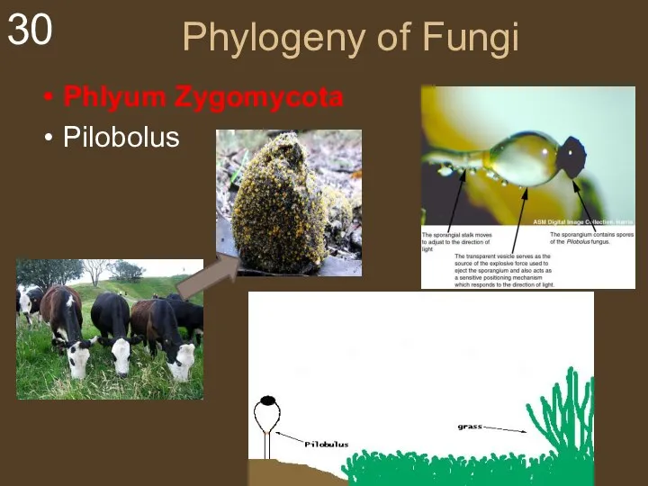 Phylogeny of Fungi Phlyum Zygomycota Pilobolus