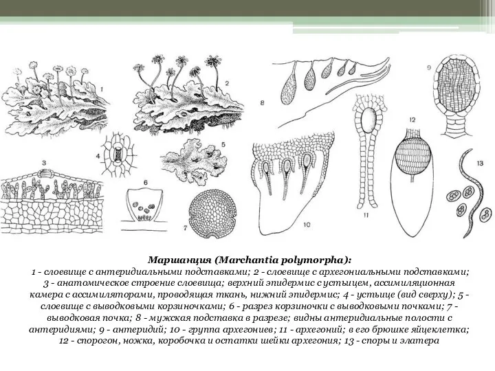 Маршанция (Marchantia polymorpha): 1 - слоевище с антеридиальными подставками; 2 - слоевище