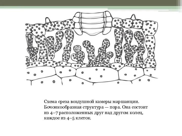 Схема среза воздушной камеры маршанции. Бочонкообразная структура — пора. Она состоит из