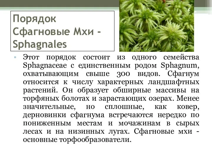 Порядок Сфагновые Мхи - Sphagnales Этот порядок состоит из одного семейства Sphagnaceae