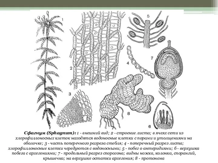 Сфагнум (Sphagnum): 1 - внешний вид; 2 - строение листа; в ячеях