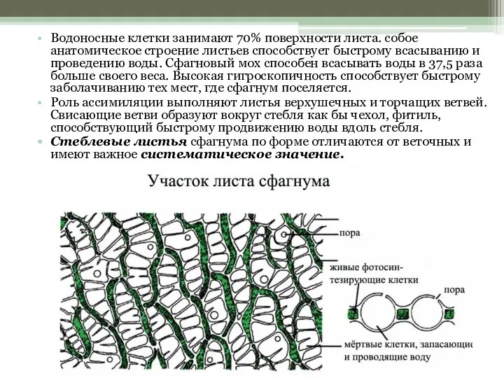 Водоносные клетки занимают 70% поверхности листа. собое анатомическое строение листьев способствует быстрому