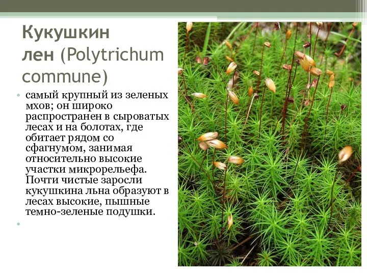 Кукушкин лен (Polytrichum commune) самый крупный из зеленых мхов; он широко распространен