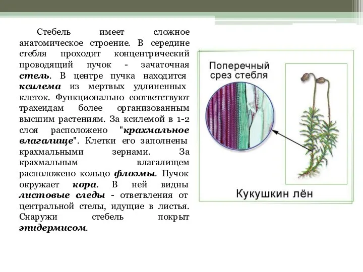 Стебель имеет сложное анатомическое строение. В середине стебля проходит концентрический проводящий пучок