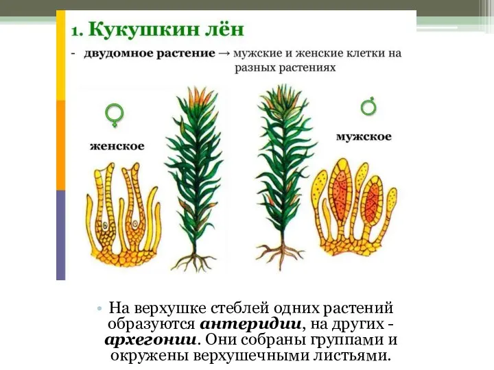 На верхушке стеблей одних растений образуются антеридии, на других - архегонии. Они