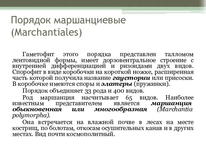 Порядок маршанциевые (Marchantiales) Гаметофит этого порядка представлен талломом лентовидной формы, имеет дорзовентральное