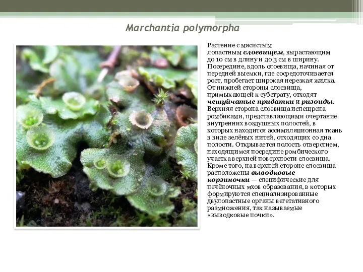 Marchantia polymorpha Растение с мясистым лопастным слоевищем, вырастающим до 10 см в