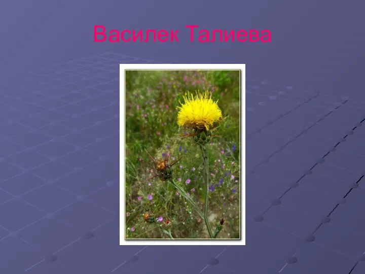 Василек Талиева