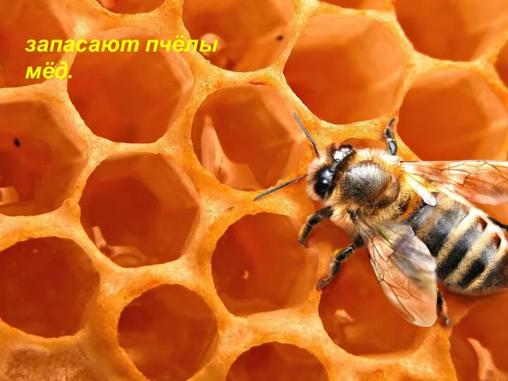 запасают пчёлы мёд.