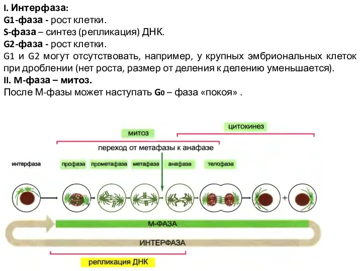 I. Интерфаза: G1-фаза - рост клетки. S-фаза – синтез (репликация) ДНК. G2-фаза
