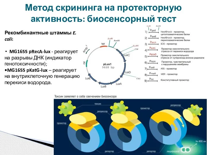 Метод скрининга на протекторную активность: биосенсорный тест Рекомбинантные штаммы E. coli: MG1655