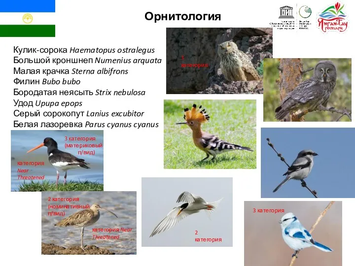 Орнитология Кулик-сорока Haematopus ostralegus Большой кроншнеп Numenius arquata Малая крачка Sterna albifrons