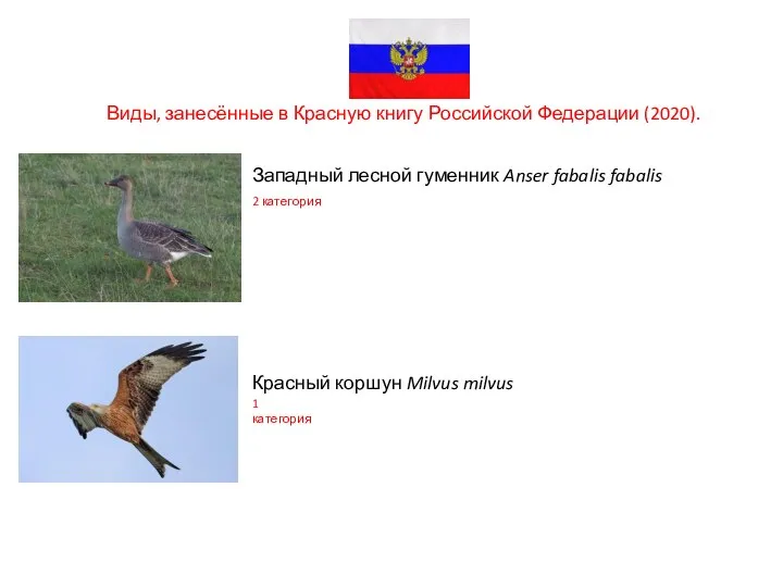 Виды, занесённые в Красную книгу Российской Федерации (2020). Западный лесной гуменник Anser