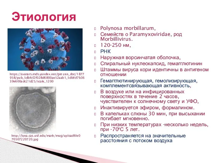 Polynosa morbillarum, Семейств о Paramyxoviridae, род Morbillivirus. 120-250 нм, РНК Наружная ворсинчатая