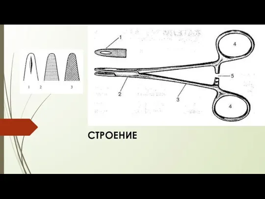 СТРОЕНИЕ