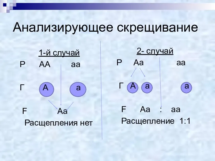 Анализирующее скрещивание 1-й случай Р АА аа Г А а F Аа