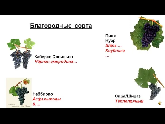 Благородные сорта Каберне Совиньон Чёрная смородина… Неббиоло Асфальтовый…. Пино Нуар Шёлк…. Клубника… Сира/Шираз Тёплопряный…