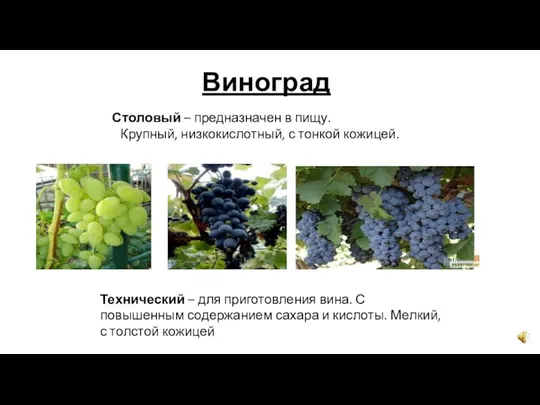 Виноград Столовый – предназначен в пищу. Крупный, низкокислотный, с тонкой кожицей. Технический