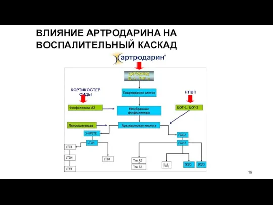 ВЛИЯНИЕ АРТРОДАРИНА НА ВОСПАЛИТЕЛЬНЫЙ КАСКАД