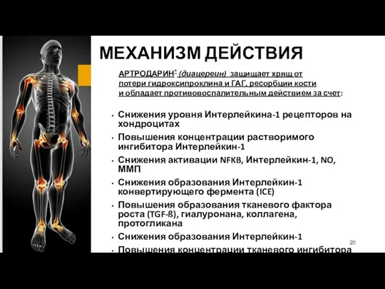 МЕХАНИЗМ ДЕЙСТВИЯ Снижения уровня Интерлейкина-1 рецепторов на хондроцитах Повышения концентрации растворимого ингибитора