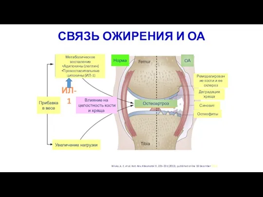 СВЯЗЬ ОЖИРЕНИЯ И ОА Метаболическое воспаление Адипокины (лептин) Провоспалительные цитокины (ИЛ-1) Прибавка