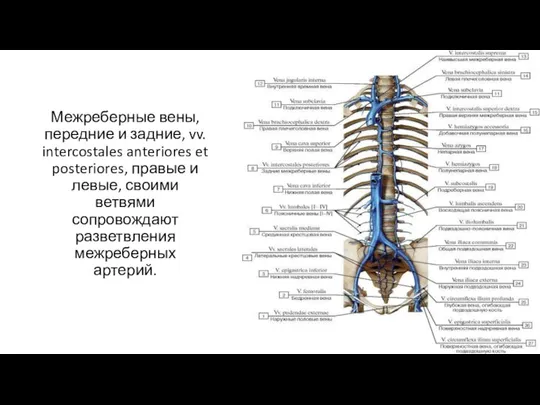 Межреберные вены, передние и задние, vv. intercostales anteriores et posteriores, правые и
