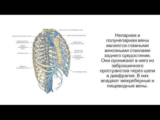 Непарная и полунепарная вены являются главными венозными стволами заднего средостения. Они проникают