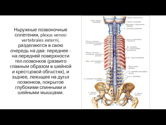 Нaружные позвоночные сплетения, plexus venosi vertebrales externi, разделяются в свою очередь на