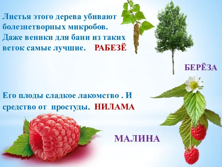 Листья этого дерева убивают болезнетворных микробов. Даже веники для бани из таких