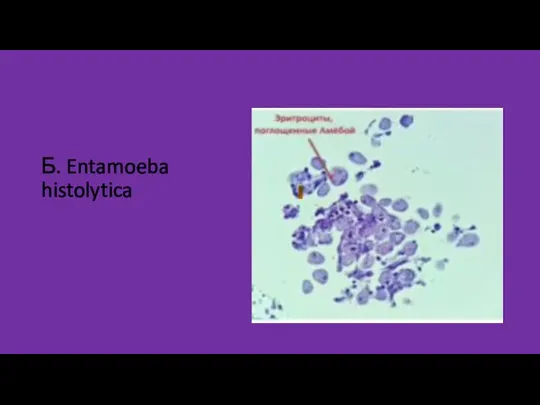 Б. Entamoeba histolytica