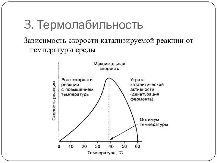 3. Термолабильность Зависимость скорости катализируемой реакции от температуры среды