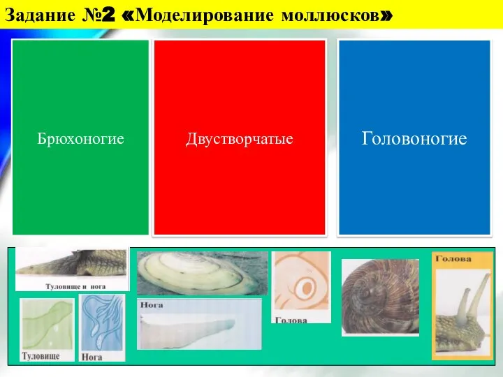 Задание №2 «Моделирование моллюсков» Брюхоногие Двустворчатые Головоногие