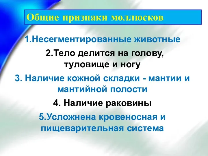 Общие признаки моллюсков 1.Несегментированные животные 2.Тело делится на голову, туловище и ногу