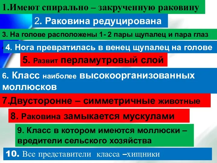 1.Имеют спирально – закрученную раковину 1.Имеют спирально – закрученную раковину 2. Раковина