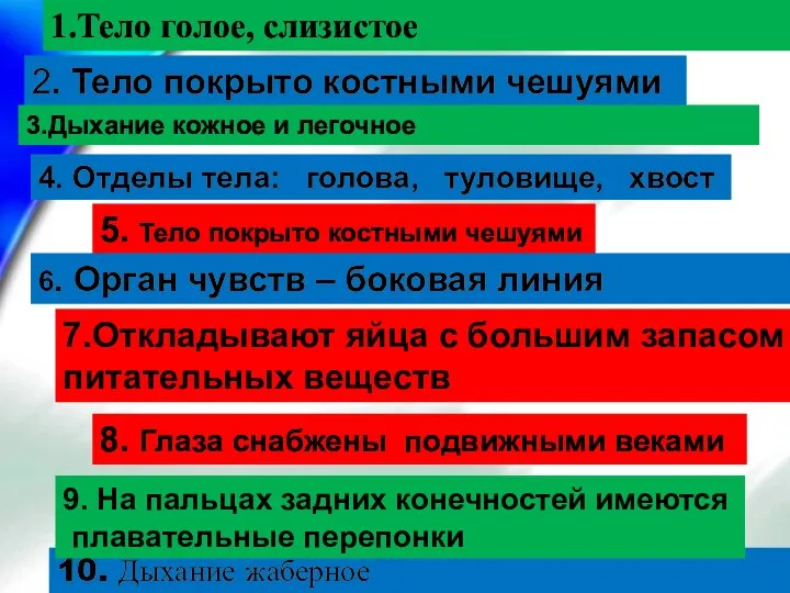 1.Тело голое, слизистое 2. Тело покрыто костными чешуями 3.Дыхание кожное и легочное