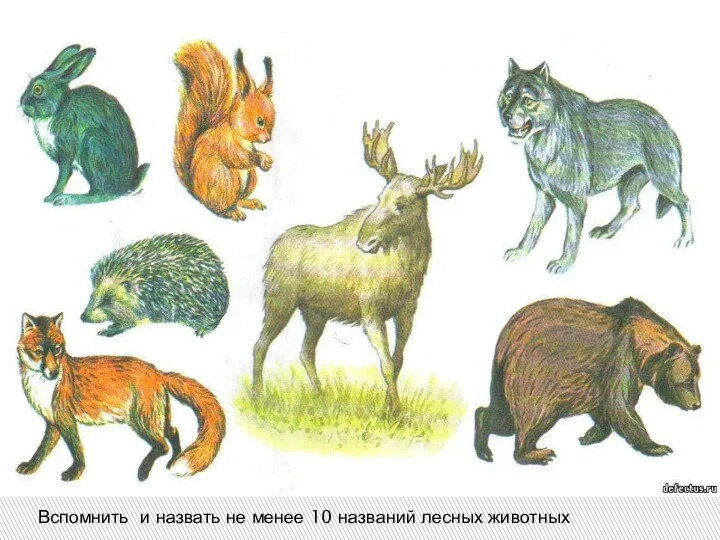 Вспомнить и назвать не менее 10 названий лесных животных
