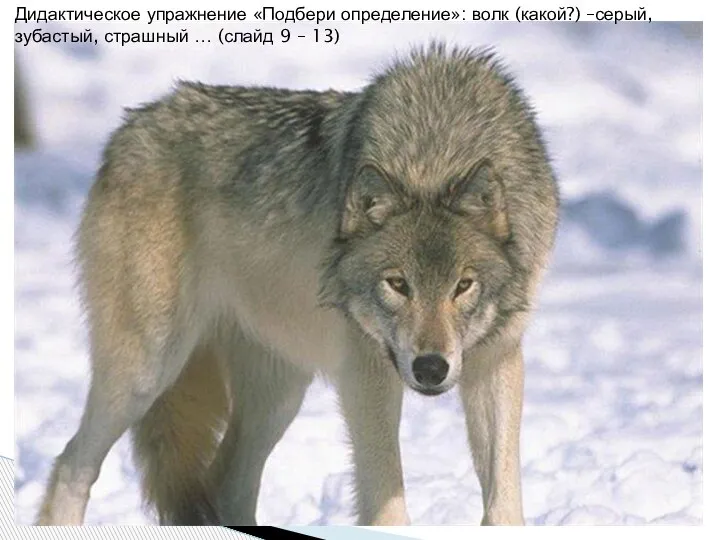Дидактическое упражнение «Подбери определение»: волк (какой?) –серый, зубастый, страшный … (слайд 9 – 13)