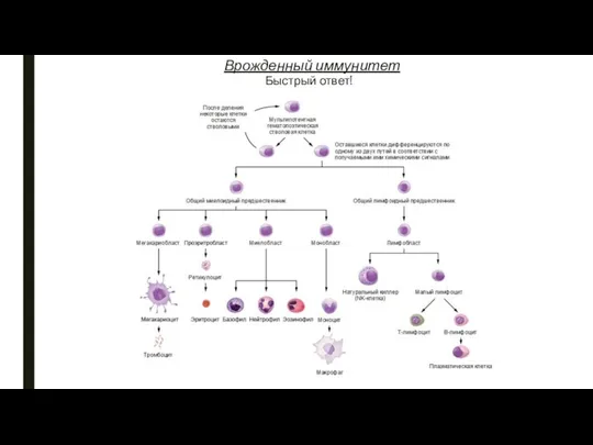 Быстрый ответ! Врожденный иммунитет
