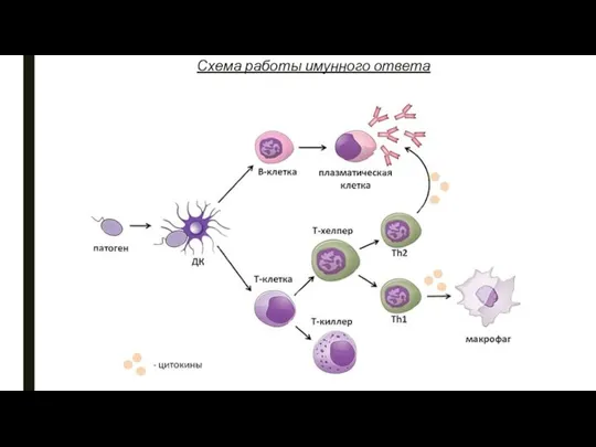 Схема работы имунного ответа