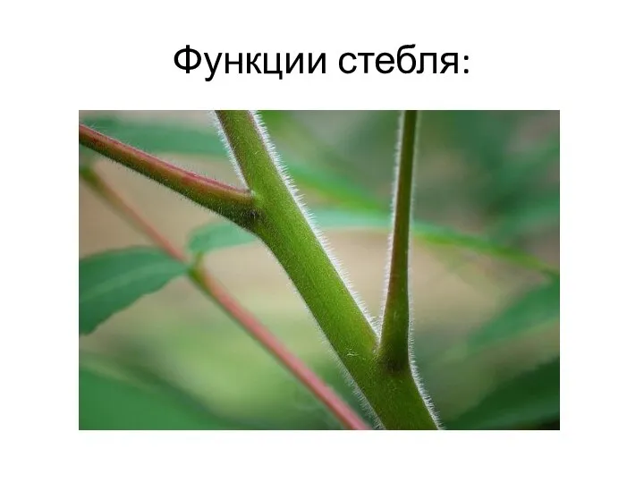 Функции стебля: