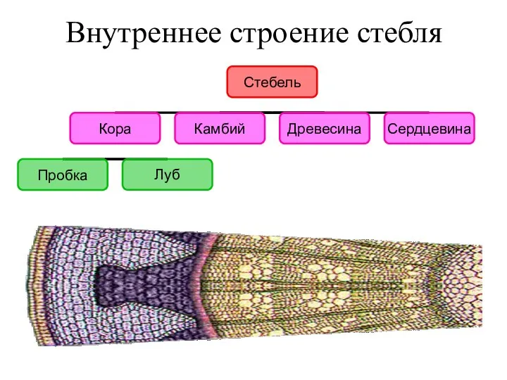 Внутреннее строение стебля