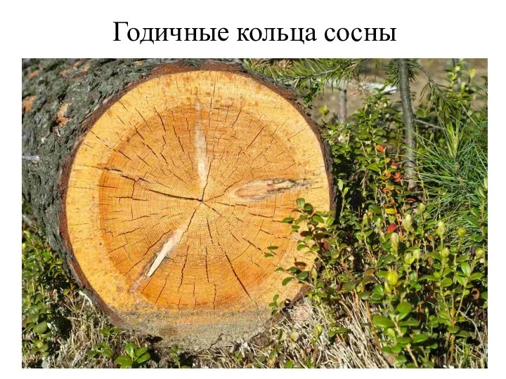 Годичные кольца сосны