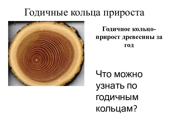 Годичные кольца прироста Годичное кольцо- прирост древесины за год Что можно узнать по годичным кольцам?