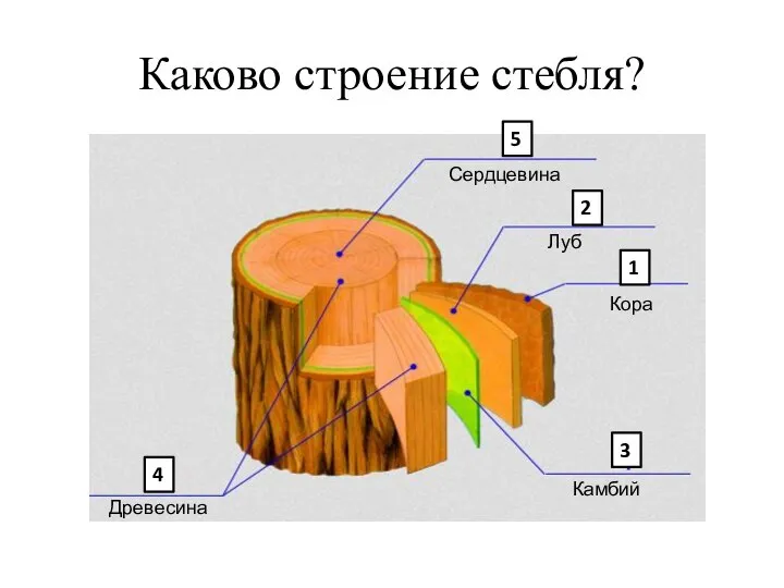 Каково строение стебля? Кора Луб Камбий Древесина Сердцевина 1 2 3 4 5