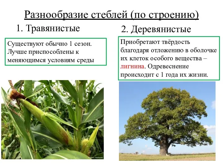 Разнообразие стеблей (по строению) 2. Деревянистые 1. Травянистые Существуют обычно 1 сезон.